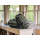 WANDRD CARRYALL Duffel 30L Wasatch Green - 1550135 - zdjęcie 8